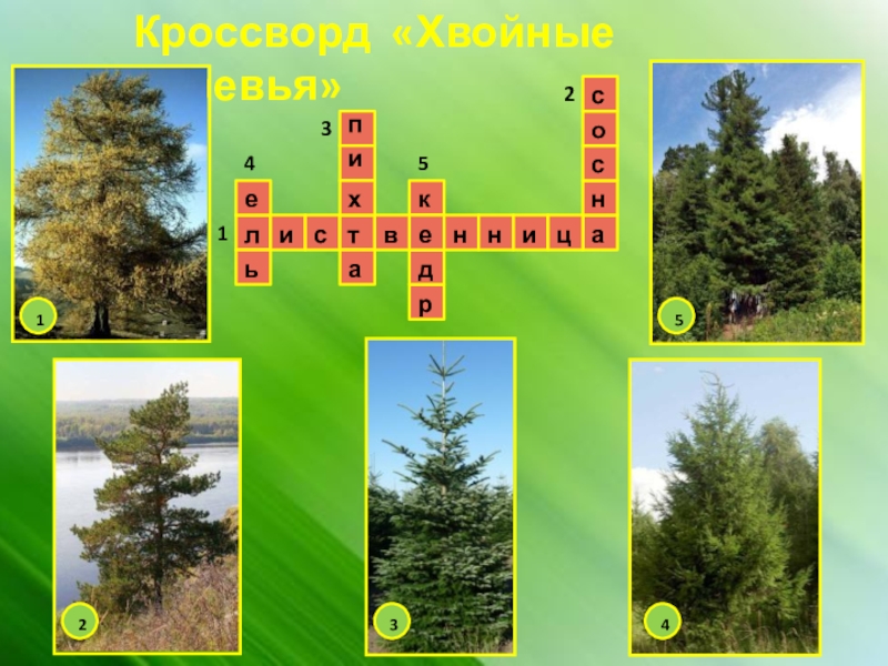 Кроссворд деревья. Кроссворд на тему хвойные деревья. Кроссворд на тему деревья. Кроссворд про деревья с ответами.