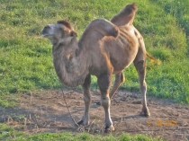 Презентация к уроку окружающего мира на тему У Чёрного моря