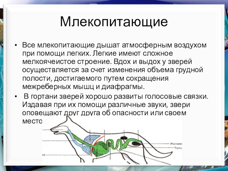 Презентация 7 класс биология класс млекопитающие или звери