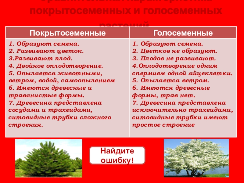 Особенности голосеменных растений. Характеристика голосеменных и покрытосеменных. Общая характеристика голосеменных и покрытосеменных. Характеристика голосеменных растений. Голосеменные Покрытосеменные таблица.