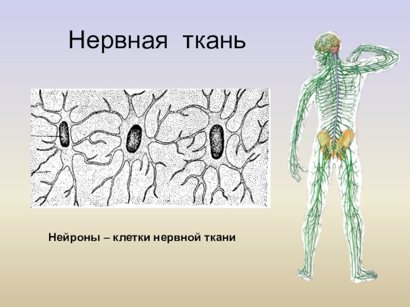 Ткани нервной системы. Нервная ткань. Нервная система рисунок ткань. Клетки нервной ткани. 1. Нервная ткань.