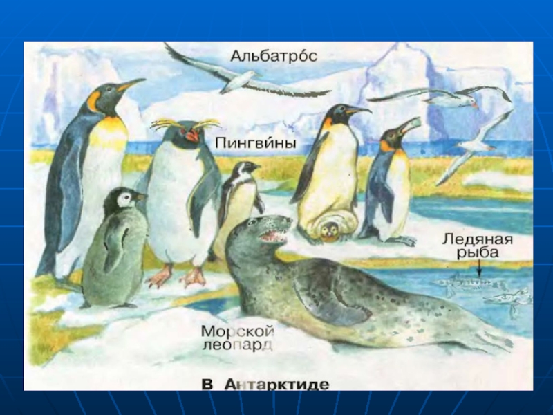 Как животные приспособились к жизни в антарктиде. Животный мир Антарктиды 1 класс окружающий мир. Животные Антарктиды 1 класс окружающий мир Плешаков. Обитатели холодных районов земли. Животный мир Антарктиды для детей 1 класса.