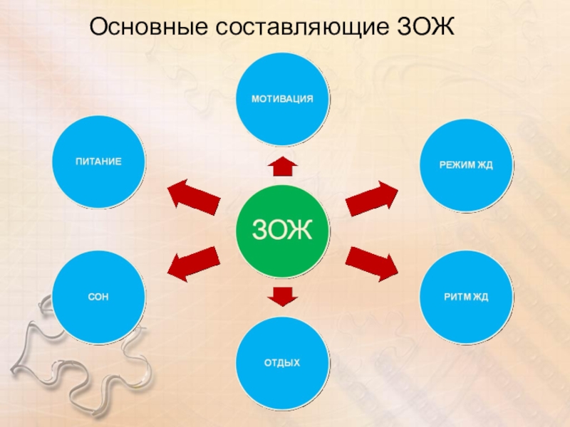 Составляющие зож картинки