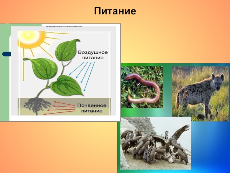 Разнообразие организмов и их классификация презентация 5. Разнообразие строения и проявления живых организмов. Биология питание растений и животных. 5 Царств живых организмов признаки. Различие питания растений и животных.