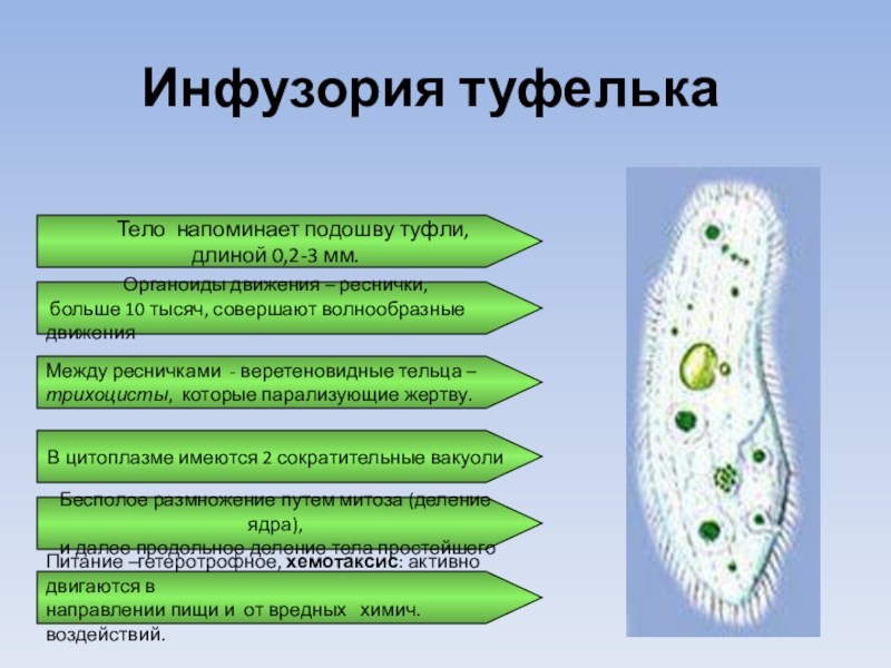 Строение инфузории туфельки. Простейшие биология. Сообщение о простейших по биологии 7 класс. Функции микронуклеуса.