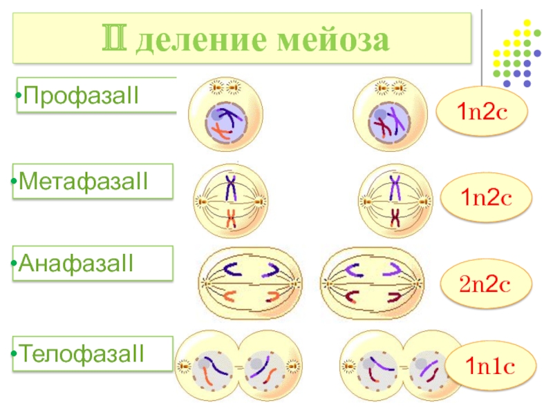 Мейоз 9 класс биология. Профаза мейоза 2 схема. Схема профазы 1 мейоза. Мейоз 2 схема по фазам. Мейоз 1 деление телофаза 1.