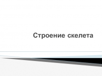 Презентация к уроку биологии на тему Строение скелета