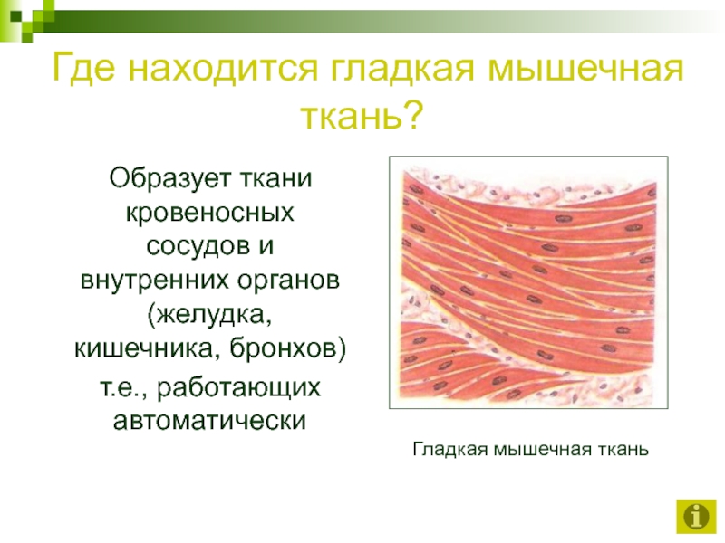 Мышцы образованы тканью. Где расположена гладкая мышечная ткань. Где находятся мышеечная ткани. Гладкая мышечная ткань где находится. Гладкая ткань расположение в организме.