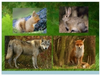 Презентация к занятию по теме Хозяин леса - бурый медведь