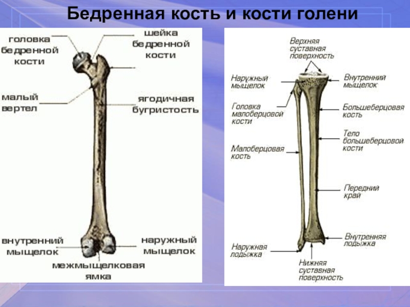 Бедренная отдел скелета. Проксимальный эпифиз бедренной кости. Бедренная кость и малоберцовая. Бедренная кость строение и функции. Бедро строение анатомия кости.