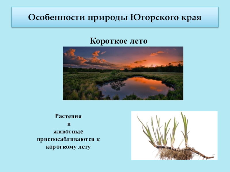 Характеристика природы. Сообщение о Югорском крае. Сообщение о истории Югорского края. Три вопроса на тему Югорский край. Югорское наследие сообщения.