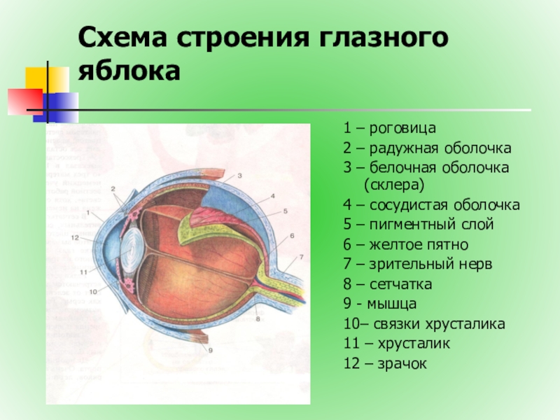 Схема глазного яблока