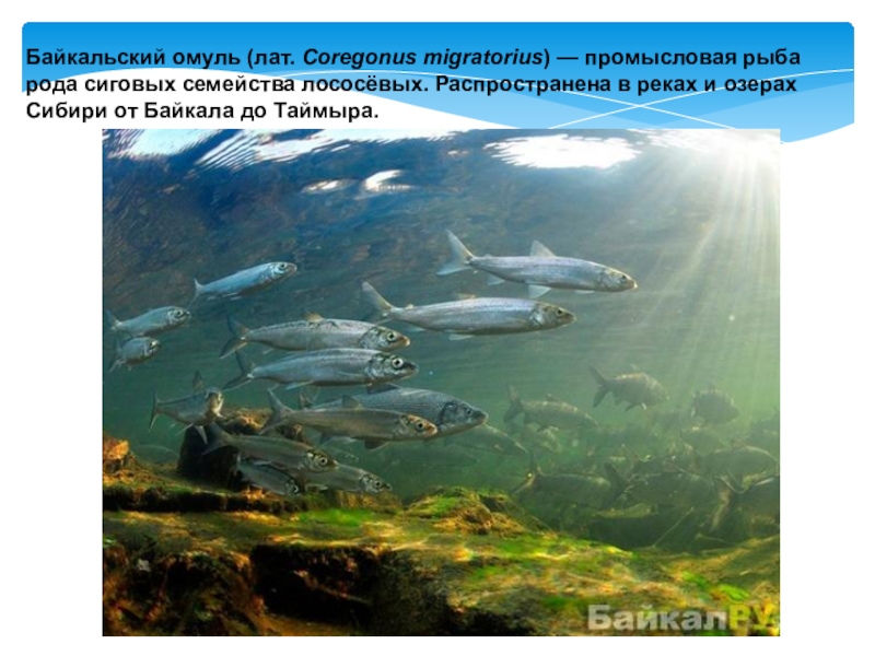 Байкальский омуль (лат. Coregonus migratorius) — промысловая рыба рода сиговых семейства лососёвых. Распространена в реках и озерах Сибири от