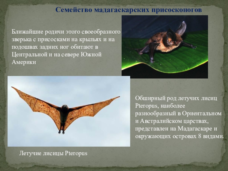 Летучие лисицы PteropusСемейство мадагаскарских присосконоговБлижайшие родичи этого своеобразного зверька с присосками на крыльях и на подошвах задних
