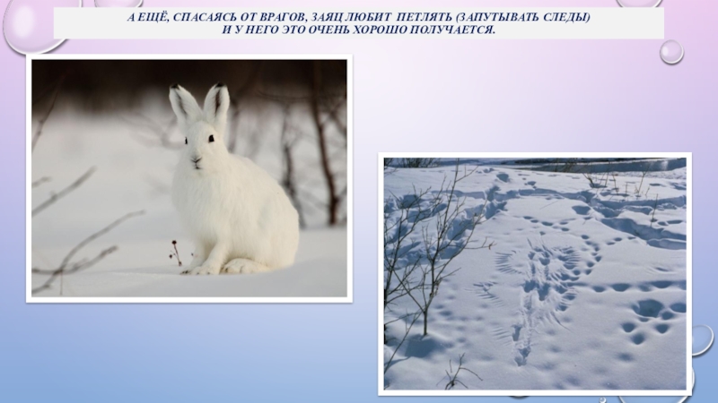 Не заячьи следы как пишется. Следы зайца беляка. Заяц петляет следы. Зимние следы зайца. Следы зайца на снегу.