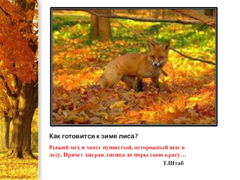 Как лиса готовится к зиме. Лиса готовится к зиме. Лиса готовится к зиме. Как волк готовится к зиме. Волк готовится к зиме.