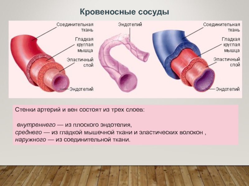 Как называется кровеносный сосуд отмеченный на рисунке буквой б