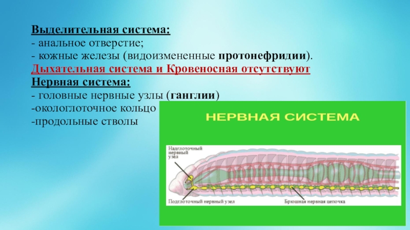 Выделительная система круглых червей. Нервная система круглых червей 7 класс. Выделительная система круглых червей 7 класс. Выделительная система анальное отверстие. Дыхательная система круглых червей.