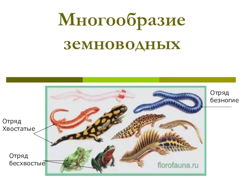 Отряды земноводных. Отряд хвостатые отряд бесхвостые отряд безногие. Многообразие земноводные 7 класс. Многообразие хвостатых земноводных. Многообразие земноводных отряд отряд отряд.