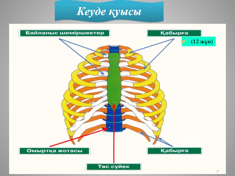 Кеуде жарақаттары презентация