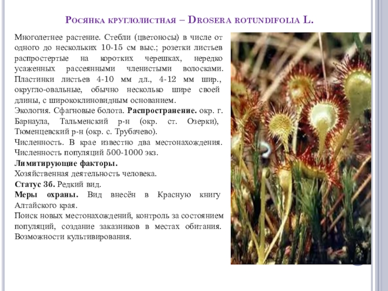 Росянка круглолистная – Drosera rotundifolia L. Многолетнее растение. Стебли (цветоносы) в числе от одного до нескольких 10-15