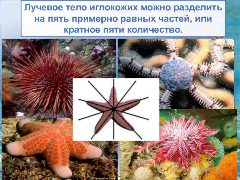 Лучевая симметрия моллюсков. Радиальная симметрия иглокожих. Строение морской звезды иглокожие. Личинки иглокожих. Тип симметрии у иглокожих.