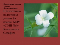 Авран Лекарственный