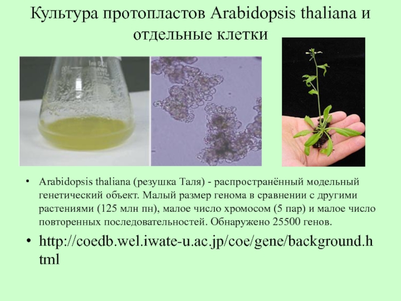 Культура протопластов Arabidopsis thaliana и отдельные клетки Arabidopsis thaliana (резушка Таля) - распространённый модельный генетический объект. Малый