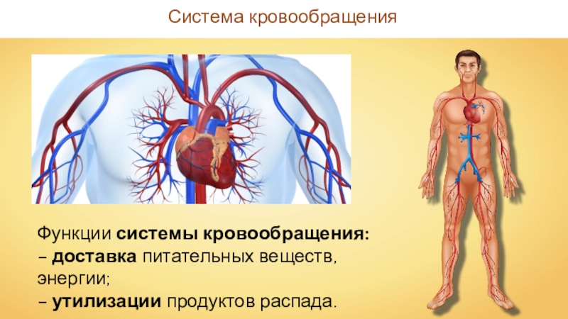 Основные органы кровообращения. Система кровообращения. Кровеносная система человека. Система органов кровообращения. Функции системы кровообращения.