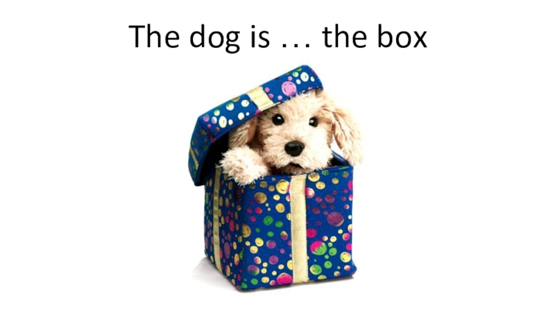 Dog box. A Dog is on the Box. The Dog is the Table. Dog is in the Box. The Dog is under the Table.