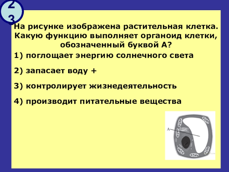 На рисунке изображена растительная клетка какую функцию выполняет органоид клетки под буквой а