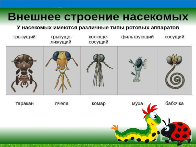 Особенности групп насекомые. Отряды насекомых таблица. Ротовые аппараты насекомых таблица. Типы ротовых аппаратов насекомых. Типы ротовых аппаратов насекомых таблица.