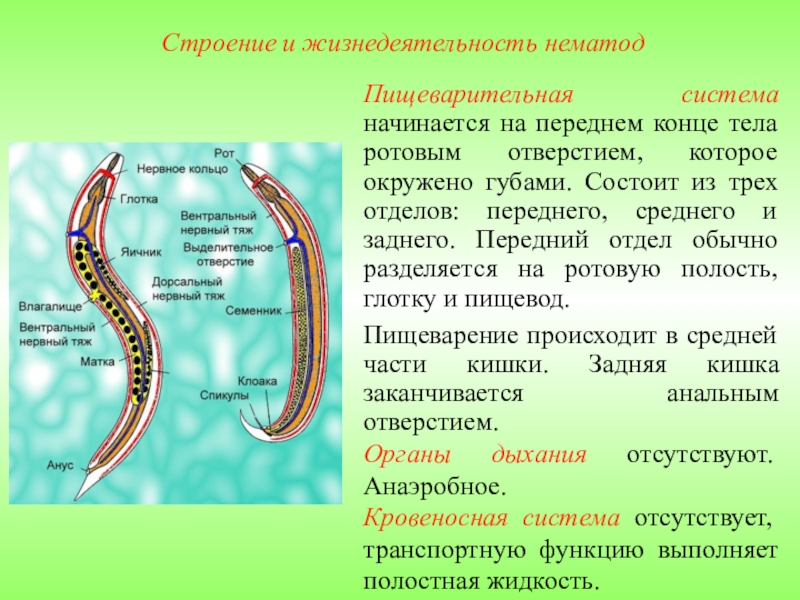 Круглые черви тип беспозвоночных. Круглые черви класс нематоды. Пищеварительная система круглых червей 7. Пищеварительная система нематод. Тип круглые черви строение.