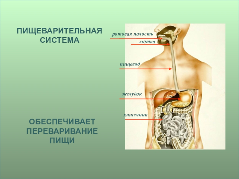 Органы пищеварения 3 класс окружающий мир презентация