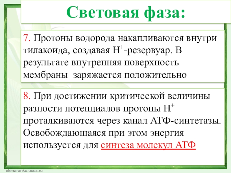 7. Протоны водорода накапливаются внутри тилакоида, создавая Н+-резервуар. В результате внутренняя поверхность мембраны заряжается положительно8. При достижении