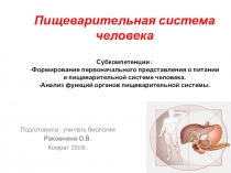 Урок на тему: Пищеварительная система человека
