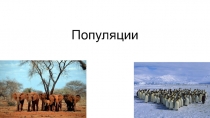 Презентация Популяции 9 класс