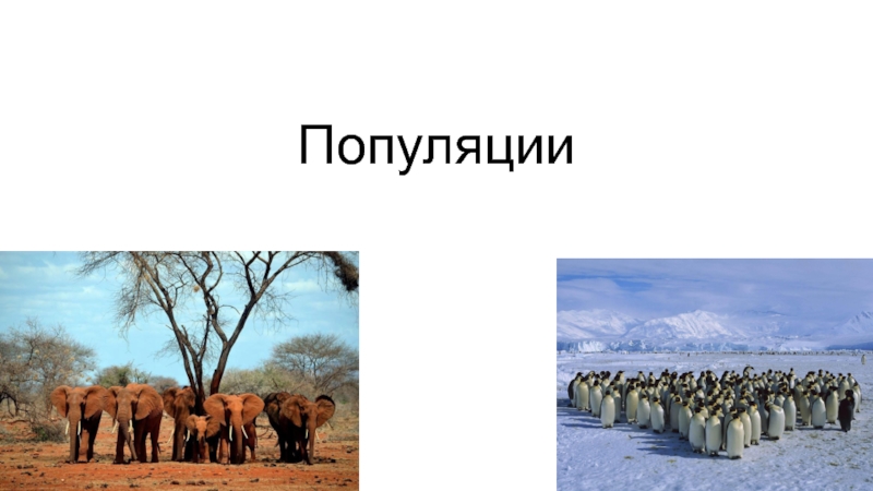 Презентация на тему популяции 9 класс биология