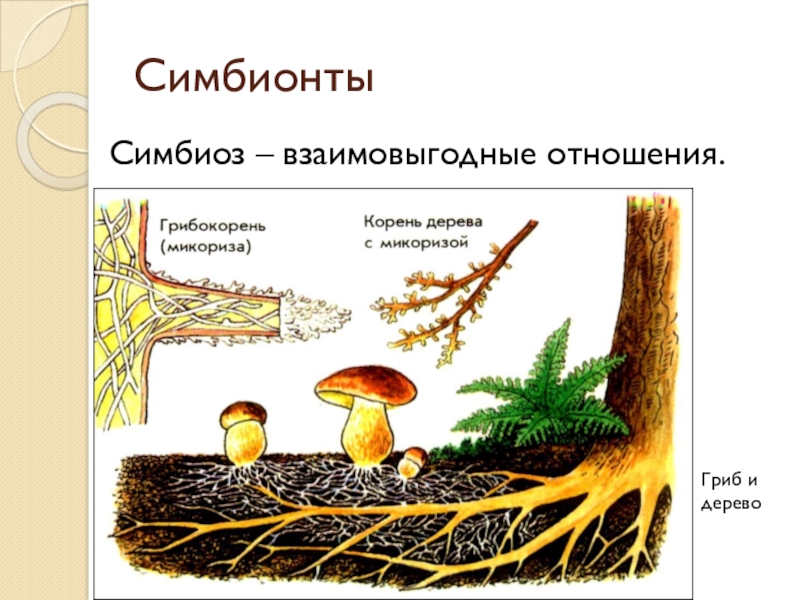 Симбиоз рисунок по биологии