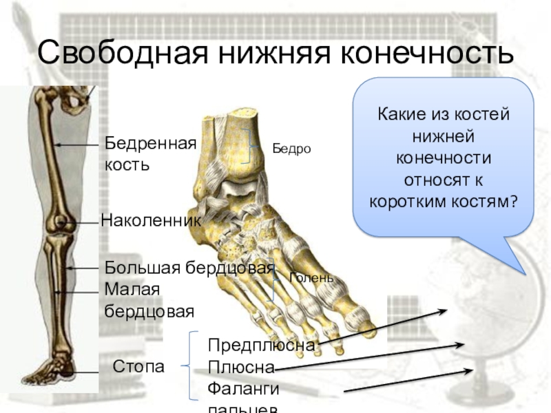 Предплюсна стопы сколько костей. Строение стопы плюсна предплюсна. Бедро стопа предплюсна плюсна фаланги. Перелом кости предплюсны. Кости нижних конечностей плюсна.