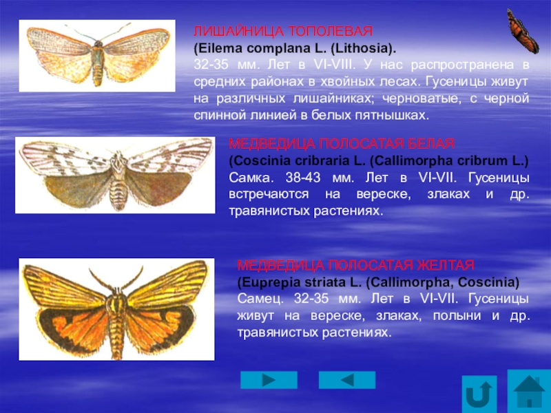 Реферат: Переливница тополёвая