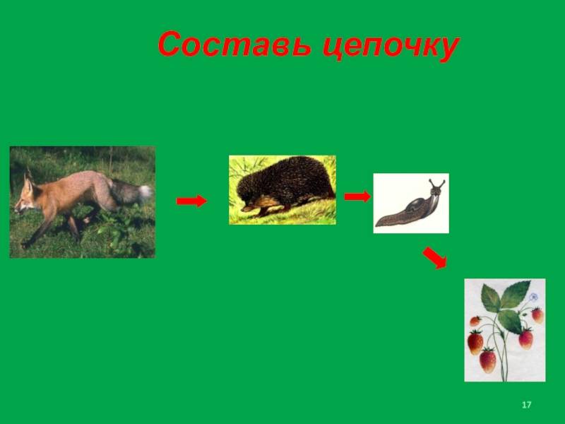 Цепи питания леса 4 класс окружающий. Цепочка природного сообщества. Цепь питания природного сообщества. Пищевая цепочка природного сообщества лес. Природное сообщество лес цепи питания.