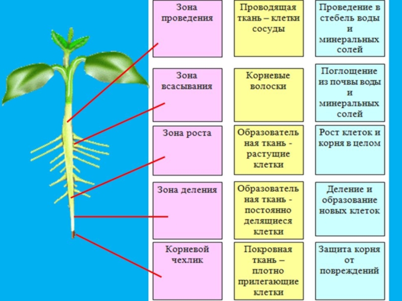 Биология 6 класс презентация по теме движение