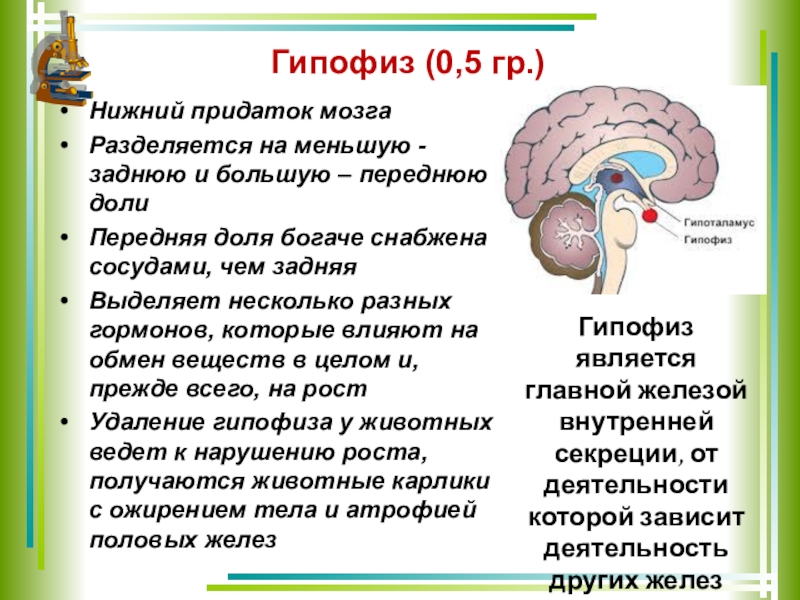 Гипофиз головного мозга где находится рисунок