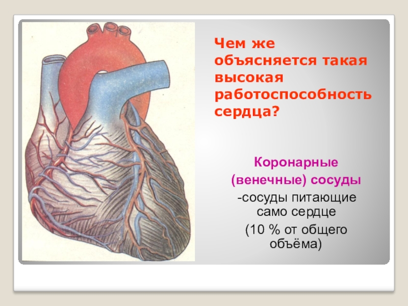 Сосуды сердца 8 класс