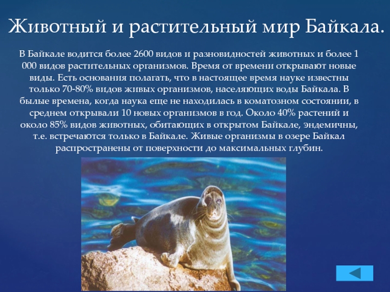 Живые организмы байкала. Обитатели Байкала. Животные озера Байкал. Обитатели Байкала животные. Озеро Байкал растительный и животный мир.