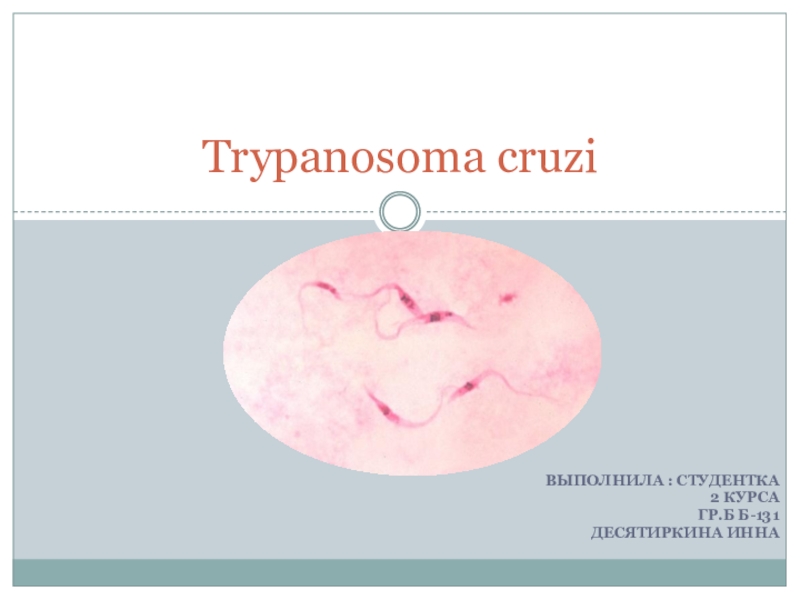 Презентация по биологии Trypanosoma cruzi