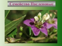 Презентация по биологии на тему:Класс Двудольные цветковые растения. Семейство Пасленовые.