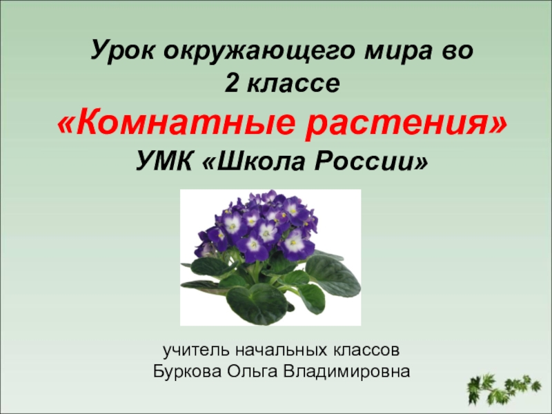 Растения 2 класс. Комнатные растения 2 класс. Урок растения. Тема комнатные растения 2 класс окружающий мир. Цветы окружающий мир 2 класс.