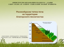 Презентация Разнообразие типов почв на территории Алагирского лесничества